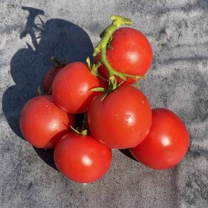 Dwarf Snow Fairytale tomat